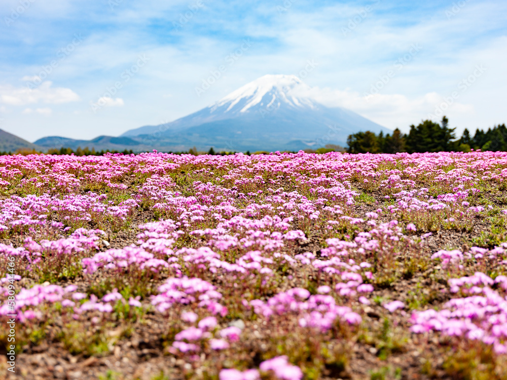 満開の芝桜と富士山