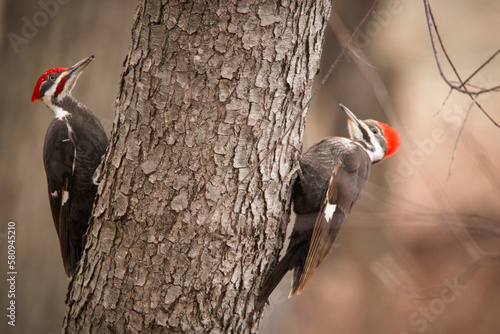Close-up of pileated woodpeckers on tree trunk photo