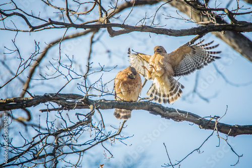 Low angle view of red shouldered hawks photo