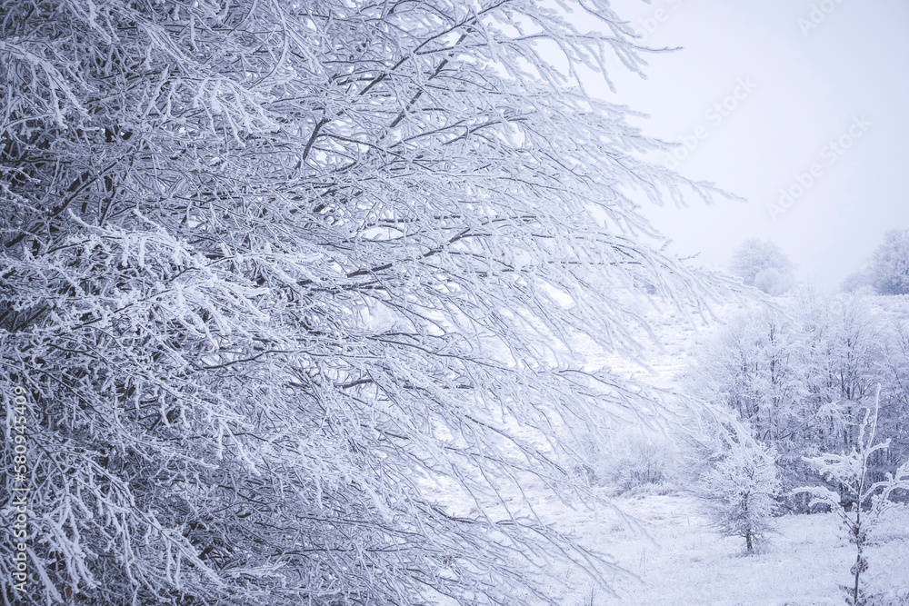 Snow covered trees against sky Snow covered trees against sky