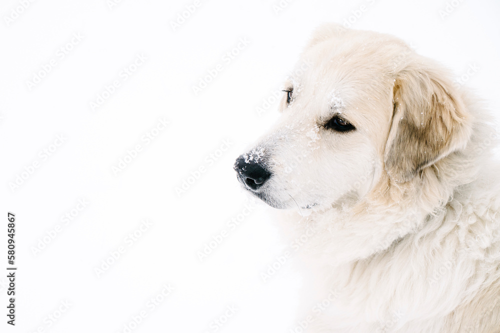 High angle view of golden retriever standing on snow covered field High angle view of golden retriever standing on snow covered field