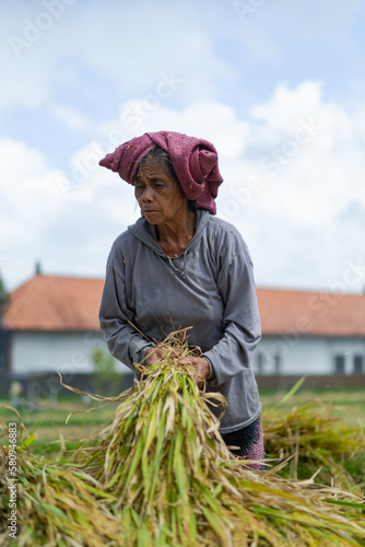 Old woman manually harvest rice, dry rice. Indonesia, Bali islan photo