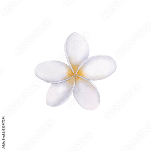 Plumeria isolated on white background. Exotic flowers for textile  card  wedding.