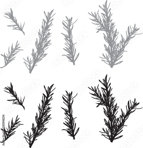 Vintage boho hand drawn rosemary vector set. Sprig of organic herb garden rosemary plant grown from seed with leaves and stem. Chalkboard menu design accents for farm to table restaurant.