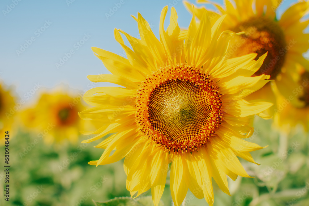 Fototapeta premium Beautiful blooming sunflower on a sunny day with a natural background. Selective focus.