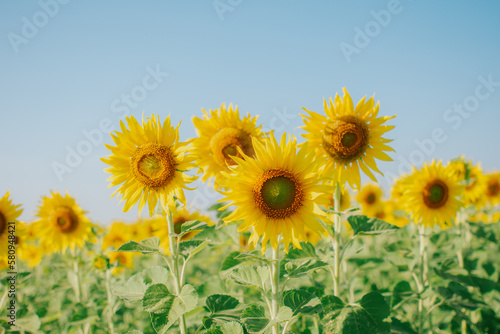 Beautiful blooming sunflower on a sunny day with a natural background. Selective focus.  