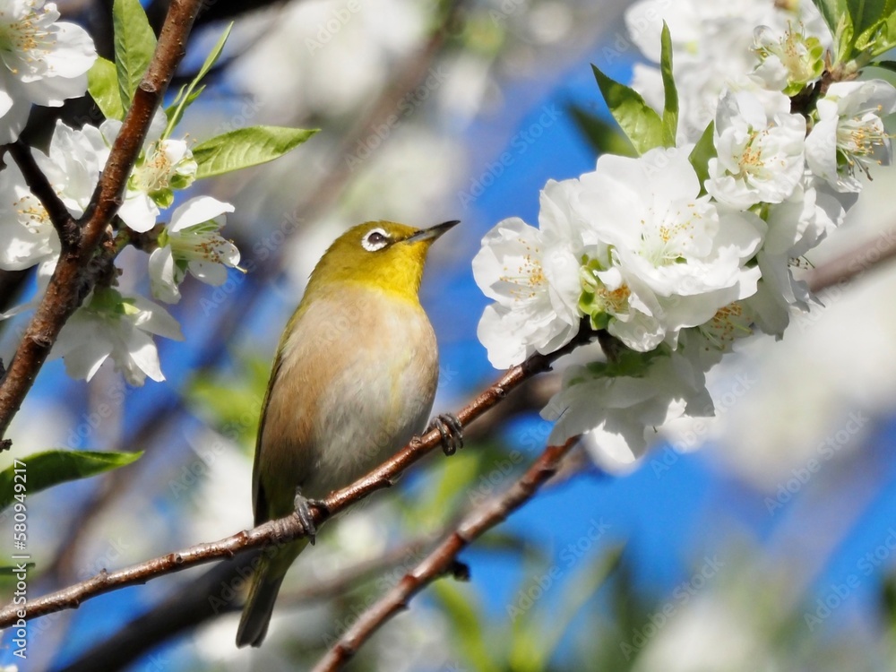 メジロと桜 メジロと桜