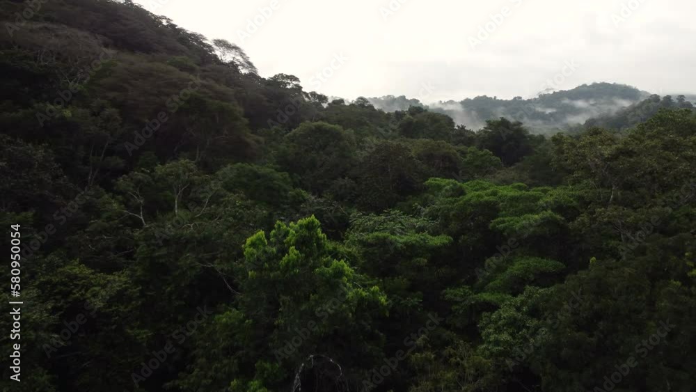 Flying Above Canopy Of Trees In Dense Forest With Raindrops Falling At Daytime. aerial Flying Above Canopy Of Trees In Dense Forest With Raindrops Falling At Daytime. aerial