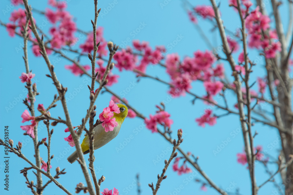 Cherry trees in full bloom on a tree-lined avenue and bird eat nectar from pollen with a sky in the spring background. Cherry trees in full bloom on a tree-lined avenue and bird eat nectar from pollen with a sky in the spring background.