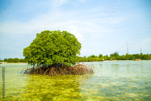 mangrove tree in the sea photo