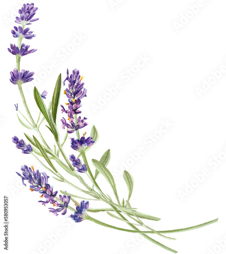 Photography Watercolor lavender flower illustration
