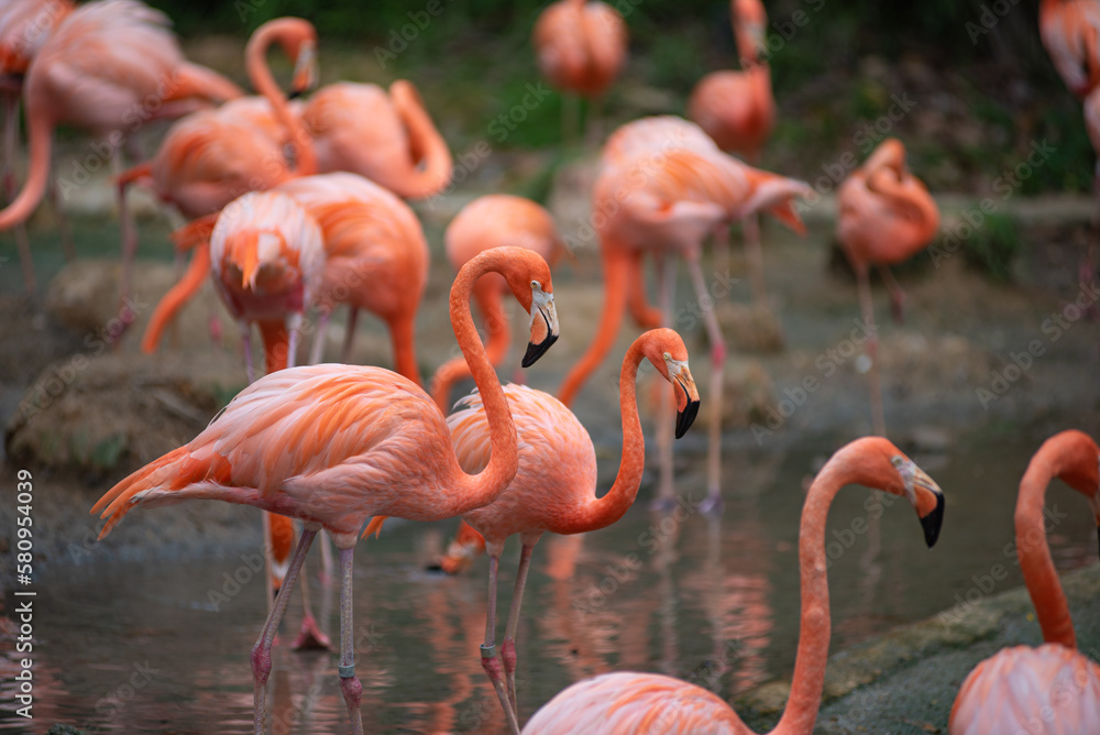 Close-focus group of flamigon bird in a safari zone Close-focus group of flamigon bird in a safari zone
