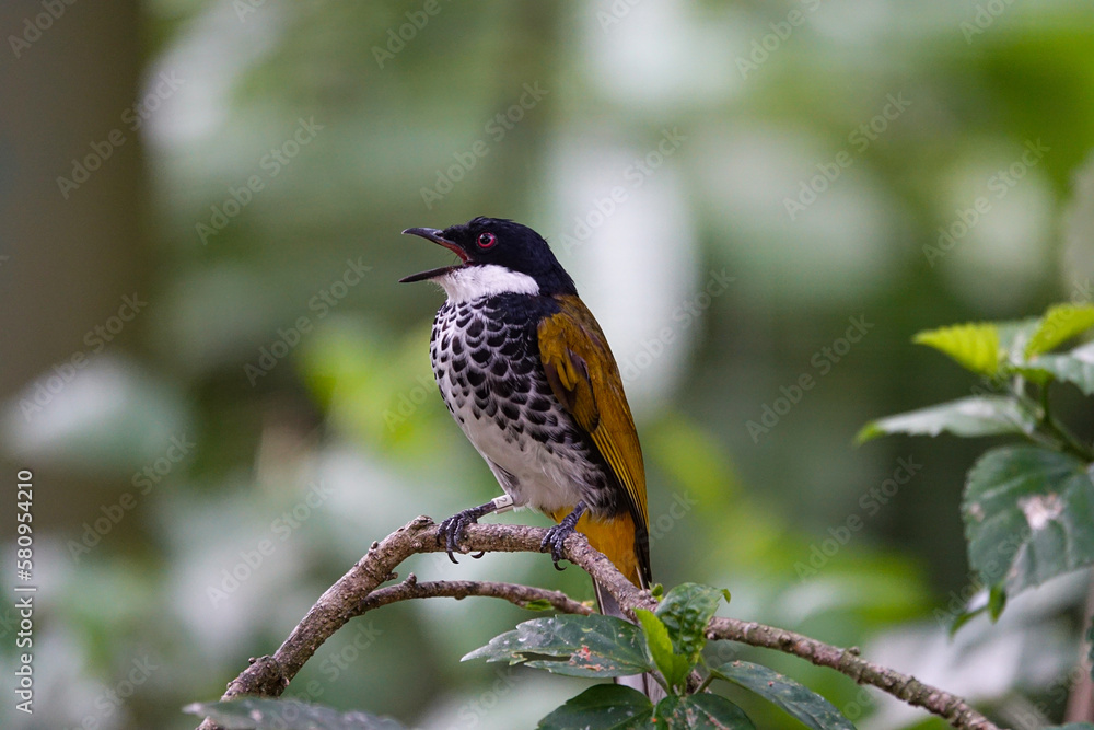 Naklejka premium Close-focus of a Scaly-breasted Bulbul is singing on a tree in a nature reserve