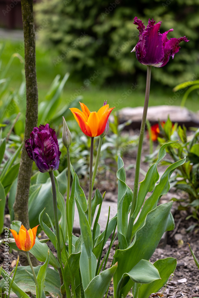 Purple and orange tulips flowers blooming in a garden Purple and orange tulips flowers blooming in a garden