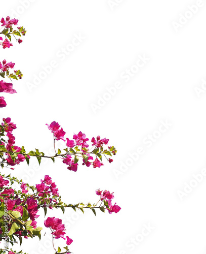 Tela bougainvillea flowers