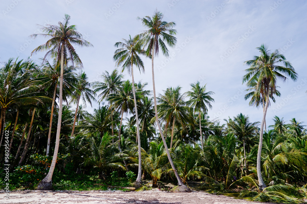 Landscape. Coconut palms plantation on the beach.