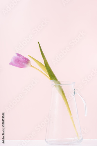 Purple tulip with water drops in glass decanter against pink background.