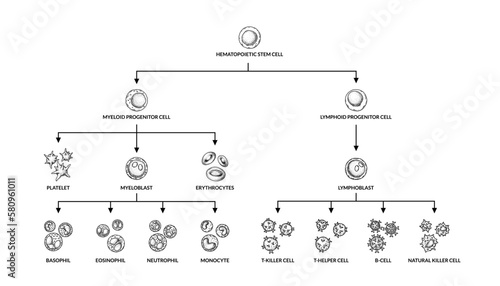 Hematopoiesis diagram. Human blood cells types with names. Scientific microbiology vector illustration in sketch style. blood cellular components formation