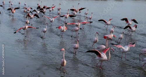 Greater Flamingos, Phoenicopterus roseus,Pont De Gau,Camargue, France