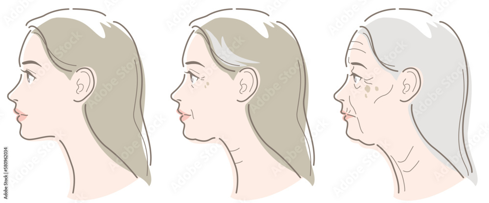 Woman's face seen from the side. Skin aging image of young, middle age, elderly. Vector illustration isolated on white background. Woman's face seen from the side. Skin aging image of young, middle age, elderly. Vector illustration isolated on white background.