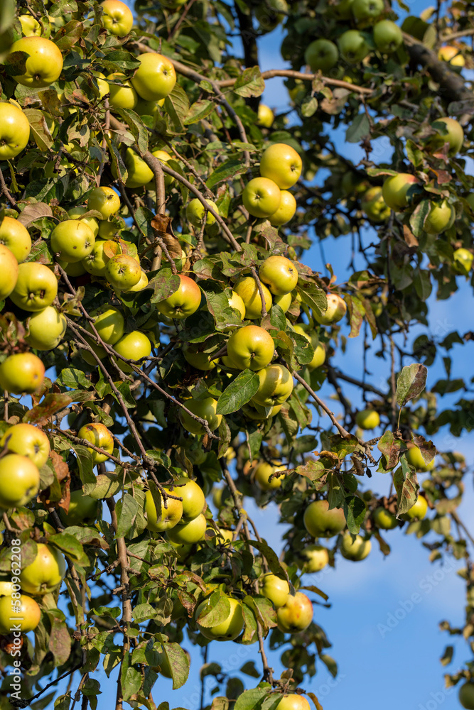 Ripe green apples hanging on a tree in the orchard Ripe green apples hanging on a tree in the orchard
