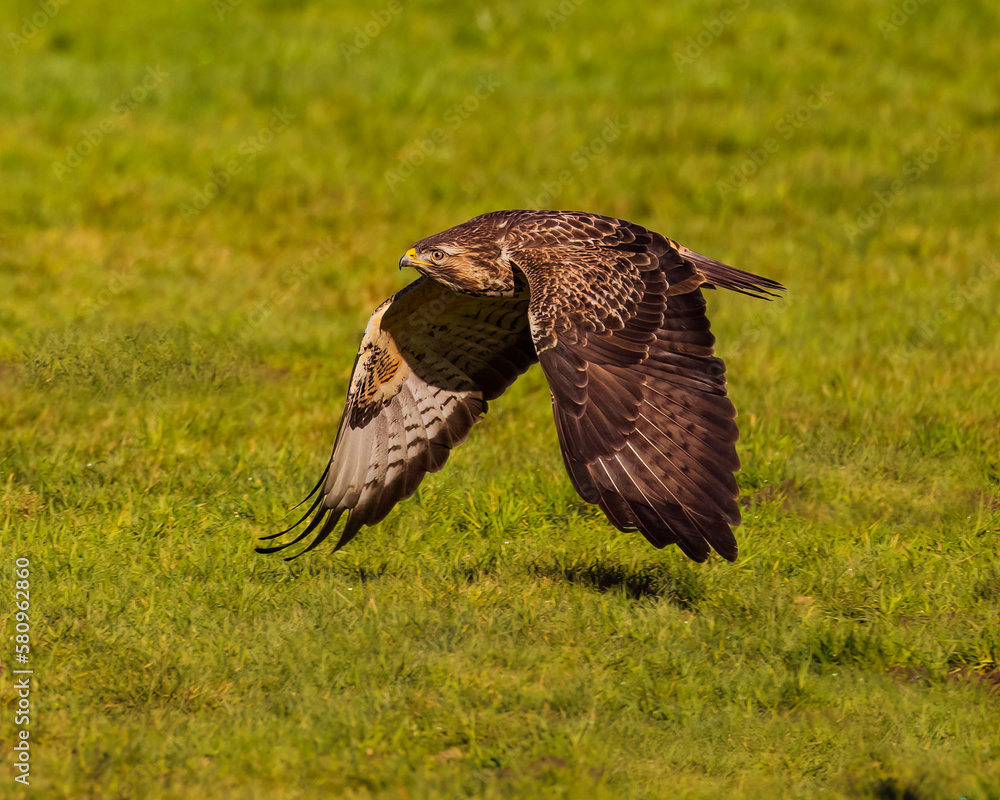 Mäusebussard Mäusebussard
