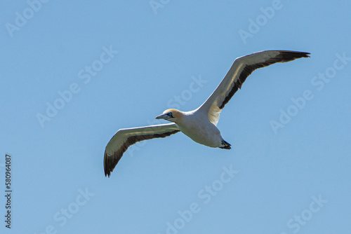Flying cape gannet in Luderitz  Namibia