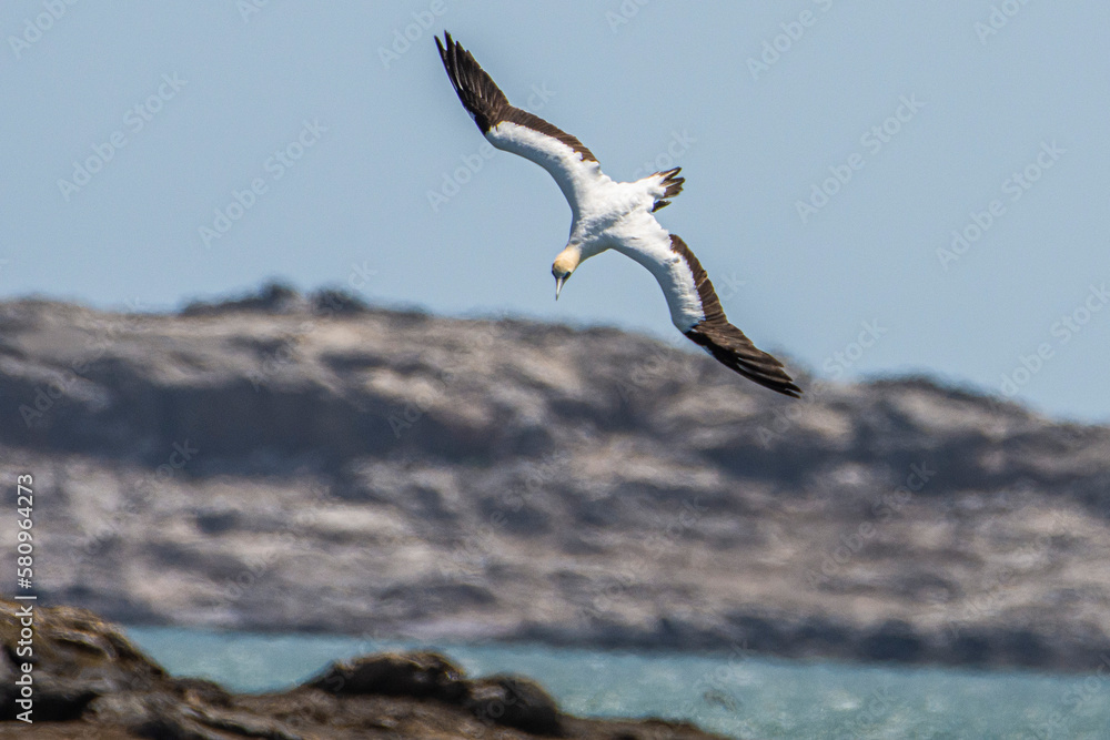 Flying cape gannet in Luderitz, Namibia Flying cape gannet in Luderitz, Namibia