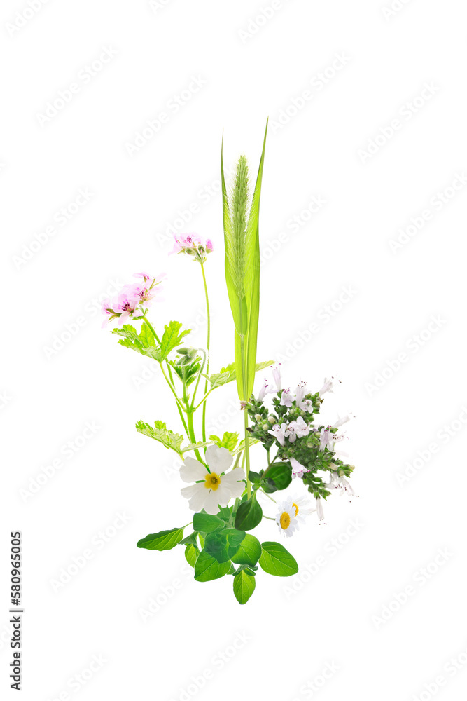 botanical decorative ornament with herbs, isolated on a white botanical decorative ornament with herbs, isolated on a white
