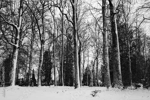 Winter forest with trees covered with snow. Black and white photo.