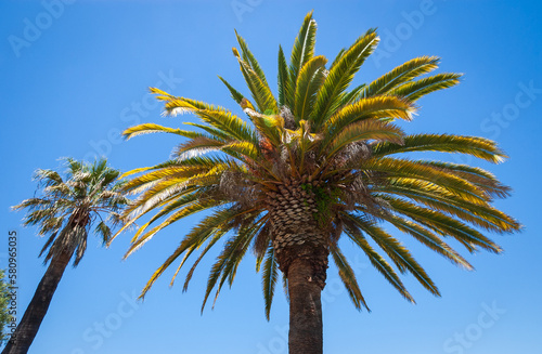 Quadro su tela Palm Trees at John Muir National Historic Site
