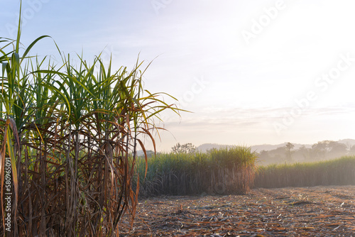 Harvesting sugar cane in tropical Thailand. Sugarcane planted to produce sugar and food. Food industry. Sugar cane fields,  Sugarcane plant sent from the farm to the factory to make sugar.