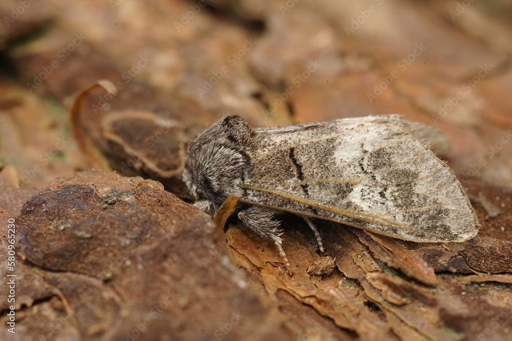 Detailed closeup on an oak marbled brown moth, Drymonia querna sitting on wood Detailed closeup on an oak marbled brown moth, Drymonia querna sitting on wood