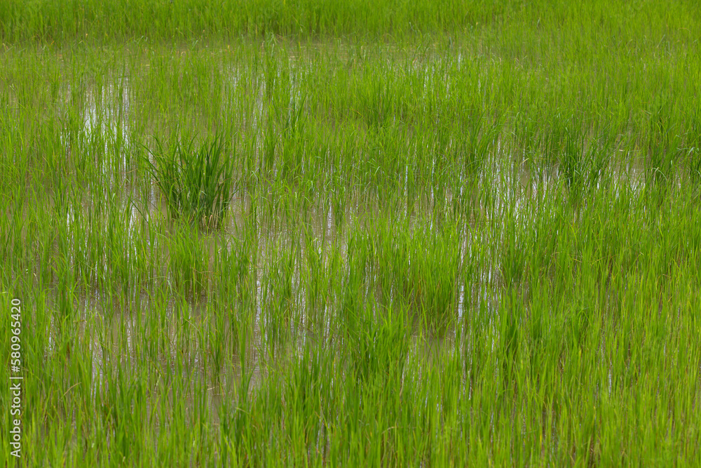 Fototapeta premium Rice field. Battambang. Cambodia.