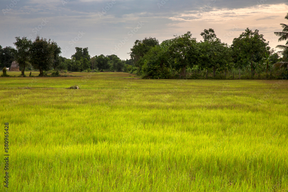 Rice field. Battambang. Cambodia. Rice field. Battambang. Cambodia.