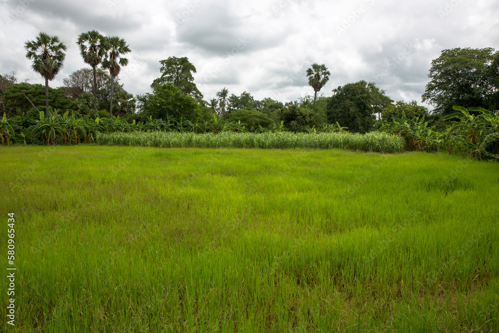 Rice field. Battambang.  Cambodia.