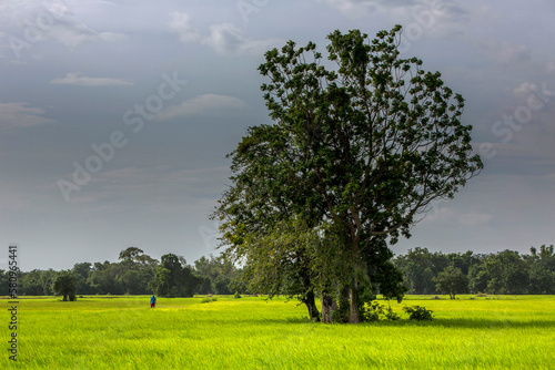 Landscape in Battambang province. Cambodia.