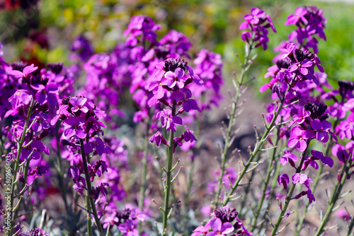 Purple wallflower Erysimum Bowles Mauve photo