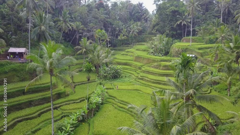 Female tourist explores vibrant rice terraces in Tegallalang aerial Female tourist explores vibrant rice terraces in Tegallalang aerial