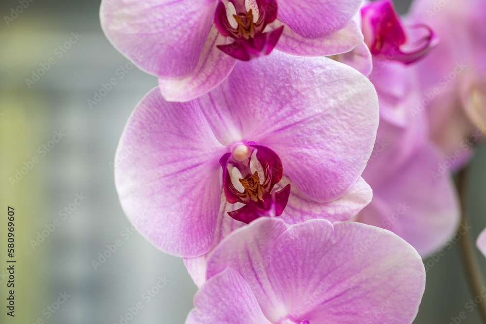 pink blooming orchid on the window. close-up. pink blooming orchid on the window. close-up.
