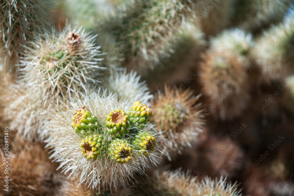 Teddybear Cholla Cactus at Joshua Tree National Park Teddybear Cholla Cactus at Joshua Tree National Park