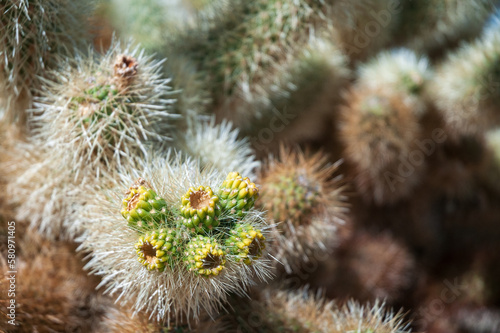 Teddybear Cholla Cactus at Joshua Tree National Park