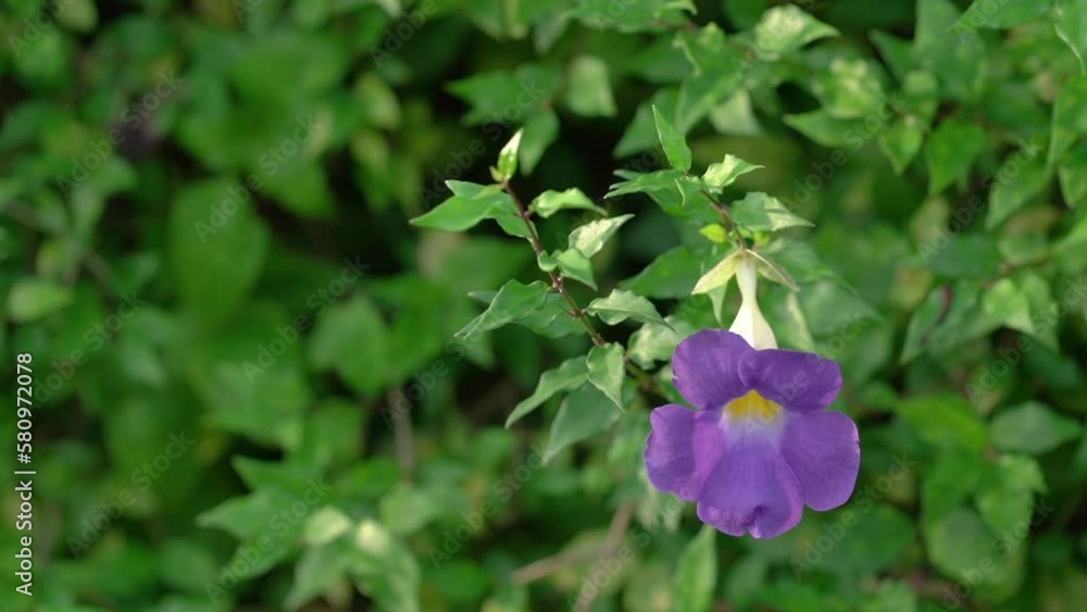 Thunbergia erecta purple flower in garden. Thunbergia erecta purple flower in garden.