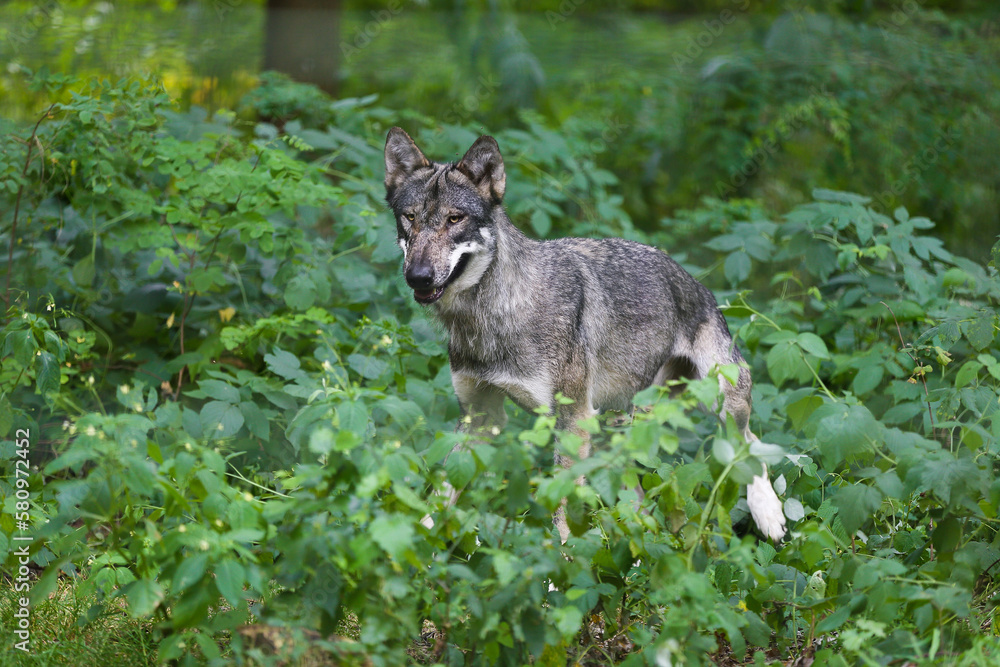 Wolf in Deutschland