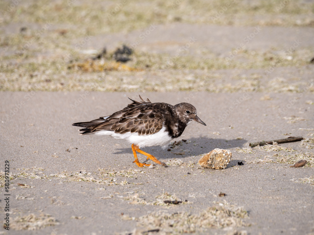 Obraz premium Ruddy turnstone, Arenaria interpres, adult in non breeding plumage walking on beach of Scheveningen, Netherlands