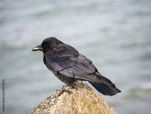 Carrion crow, Corvus corone, standing on rock, Netherlands photo