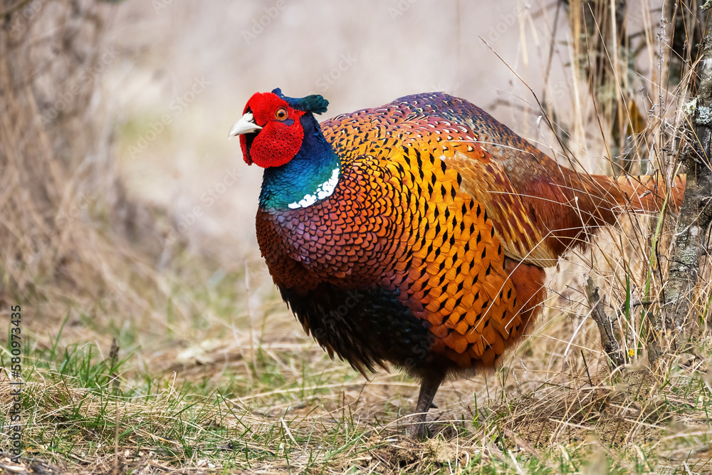 Fototapeta premium Ringneck Pheasant, Phasianus colchicus in the habitat