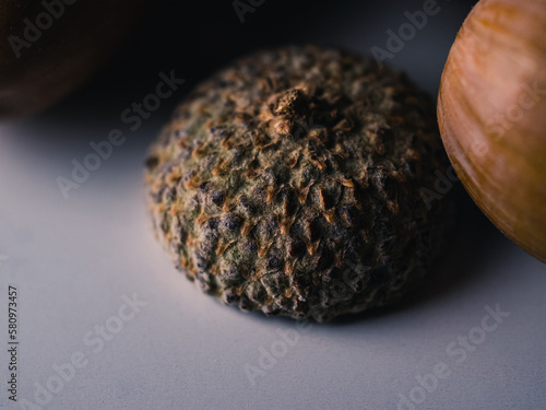 Close up of an acorn cupule photo