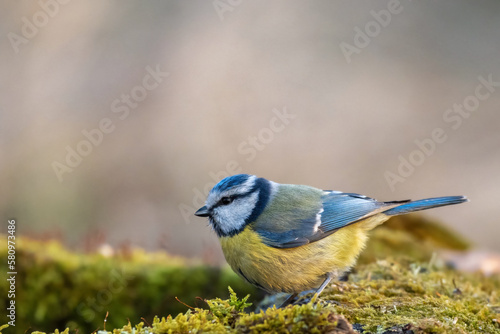 Blue tit bird sitting in the forest Cyanides caeruleus. Bird beautiful background © Tatiana