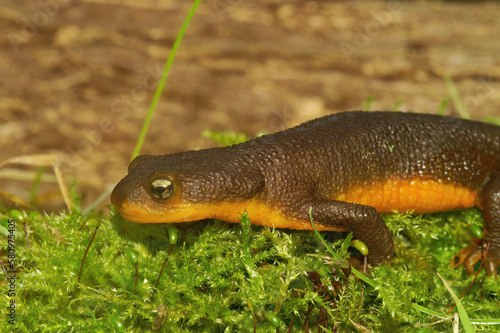 Fototapeta Naklejka Na Ścianę i Meble -  Closeup on a poisonous Californian Rough skinned newt, Taricha granulosa